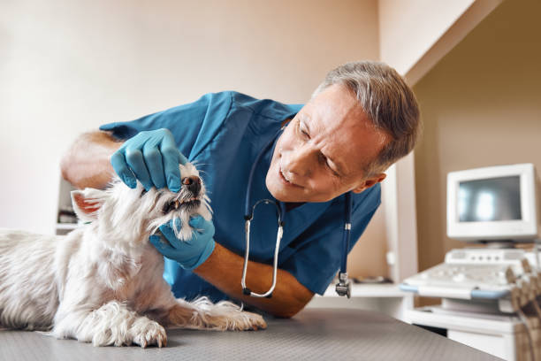 Best 24-Hour Emergency Dental Care in Edgewater, FL